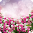 Icon des Programms: Rose Wallpapers