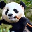 Ikona programu: Panda Bears