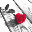 Icona del programma: Photo Art - Color Effects