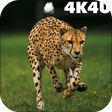 Ikona programu: 4K Cheetah Sprint Live Wa…