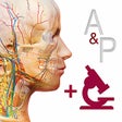 Icono de programa: Anatomy & Physiology: Int…