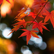 Ikona programu: Autumn Wallpaper