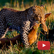 Ikona programu: Wild Animals - Documentar…