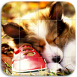 Icono de programa: Cute Dogs Puzzle