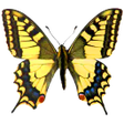 プログラムのアイコン: Atlas of Czech Butterflie…