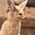 プログラムのアイコン: Fennec fox Wallpapers