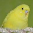 プログラムのアイコン: Budgie Care - Complete Bu…