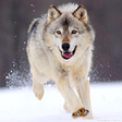 Icon des Programms: Wolf Wallpapers HD