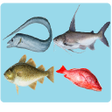 Icon des Programms: Sea Animals Names