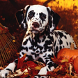 Programmsymbol: Dalmatian Dog HD Image