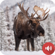 プログラムのアイコン: Moose Sounds