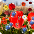 Icono de programa: Spring Flowers Live Wallp…