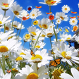 Icono de programa: Flowers Live Wallpaper