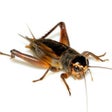 Ikona programu: Bad Joke Crickets Sound