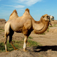 程序图标: Camels Jigsaw Puzzles