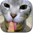 Icon des Programms: Kitty Licks Screen