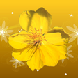 Icona del programma: Mai Flower Live Wallpaper…