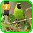 Ikona programu: Greater Green Leafbird