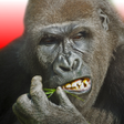Ikona programu: Flying Gorilla