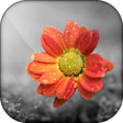 Ikona programu: Color Splash - Photo Colo…