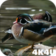 プログラムのアイコン: 4K Colorful Ducks Video L…