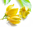 Icono de programa: Aromatherapy Essential oi…
