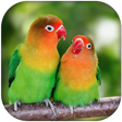 プログラムのアイコン: Lovebirds sounds ringtone…