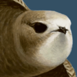 Ikona programu: bird alert PRO