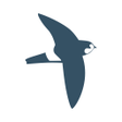 Icon des Programms: bird alert PRO