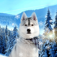 Icon of program: Cute Winter Wallpaper